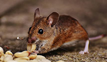 24 Hour & Emergency Exterminators in Palermo, WV